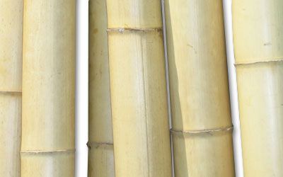 Deko - Bambus